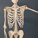 Human Skeleton