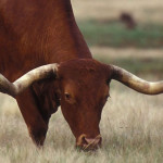 Photo of an actual bull's head grazing.