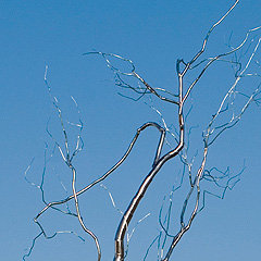 Askew close-up of branches